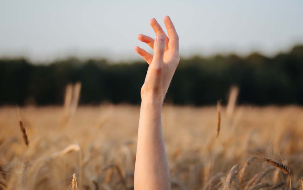 Arm Reaching From Corn Field