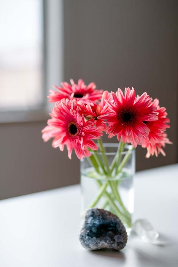 Pink Gerber Daisys